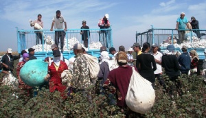 Farmers carrying sacks of harvested cottons, in Uzbekistan
