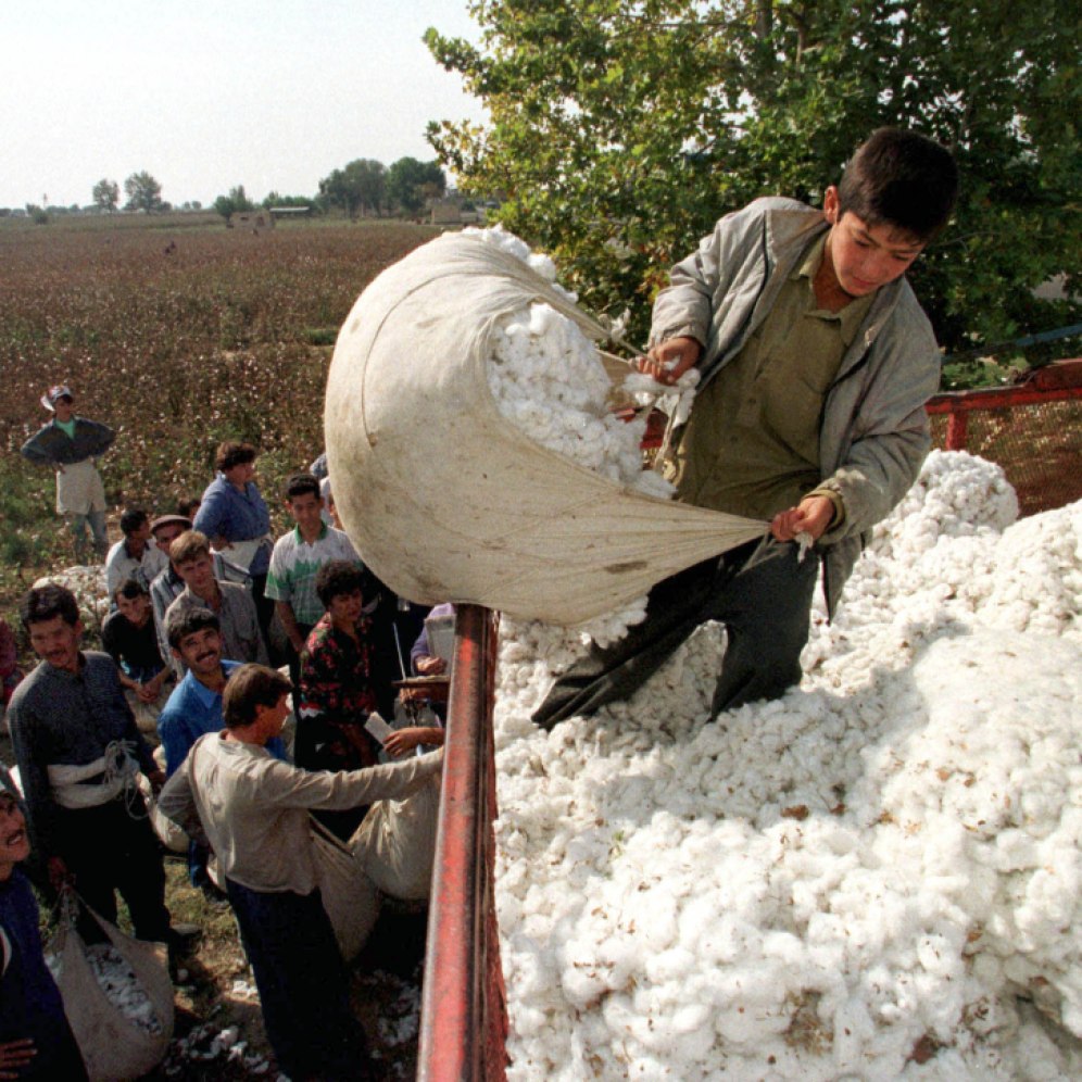 Uzbek boy dumps harvested cotton onto a truck in Tashkent Oblast
