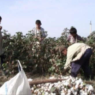 Children picking cottons